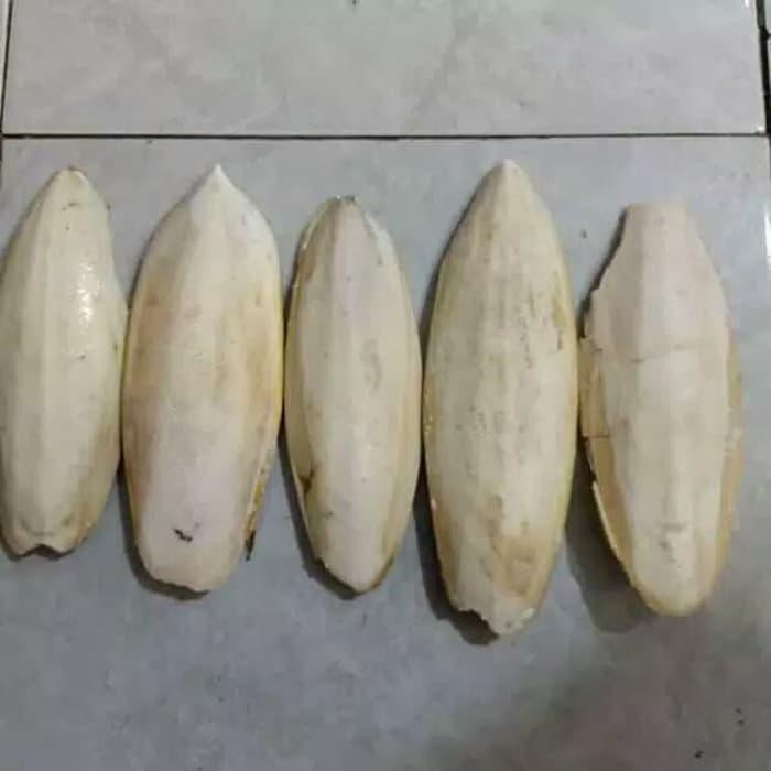 Sotong Lovebird Big Jumbo Size/ Tulang Sotong /Lovebird