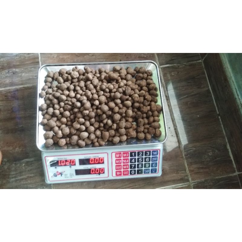 Bibit katak porang mini 200 up /klenteng porang mini netto 500 gram