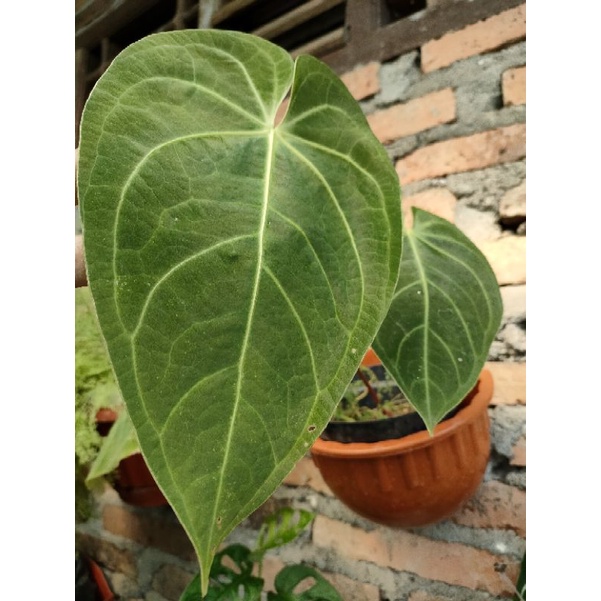 anthurium magnificum verde atau kuping gajah magnificum