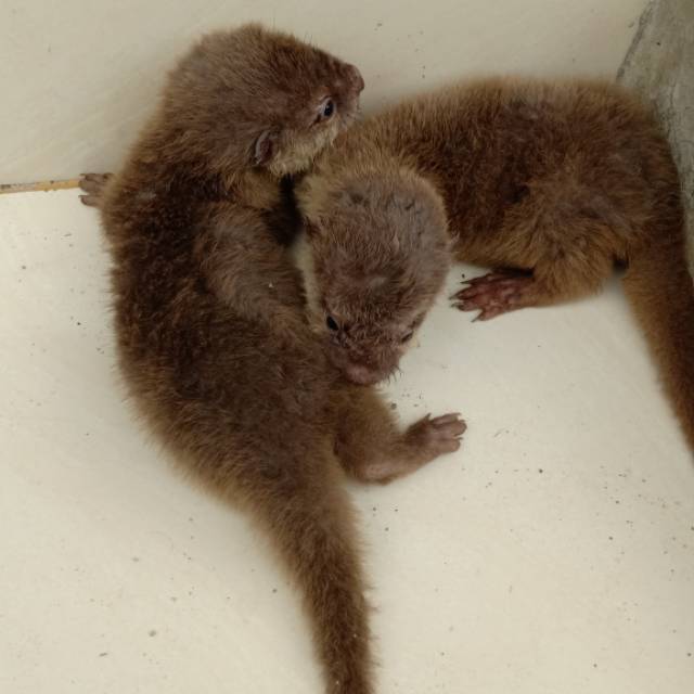 Baby Otter Shopee Indonesia