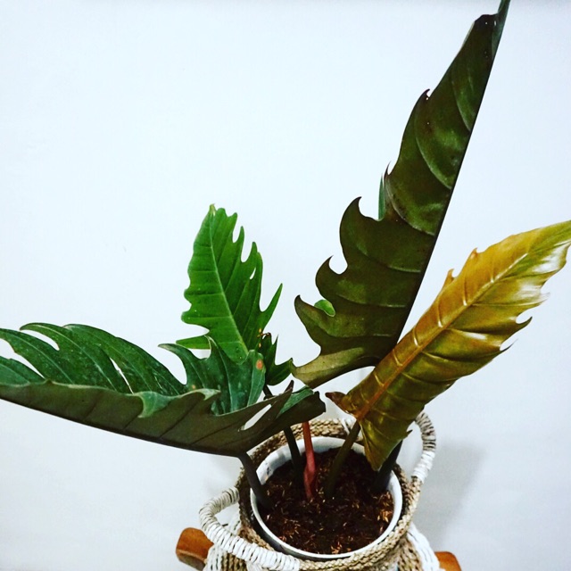 Philodendron Greensaw Caramel Shopee Indonesia
