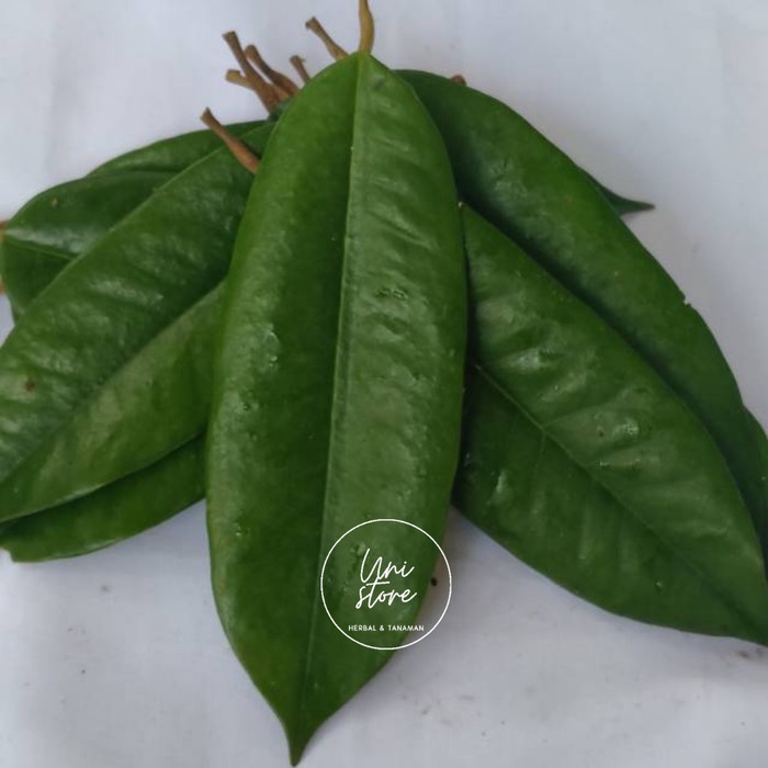 

(COD) Herbal Daun Durian Segar Petik Langsung
