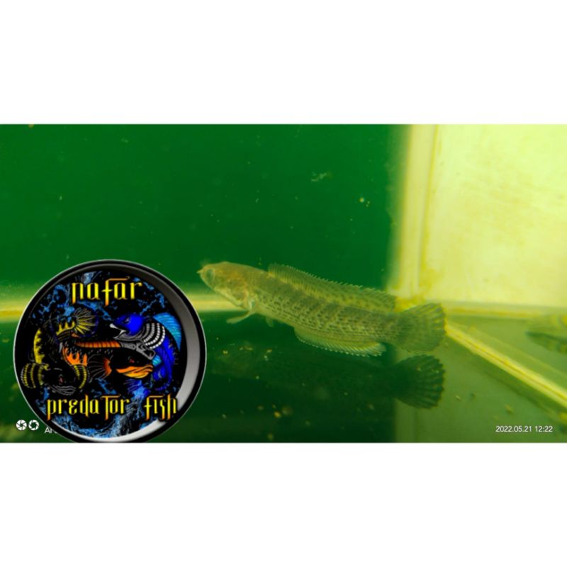 IKAN CHANNA BABY STEWARTI UK 5-6CM