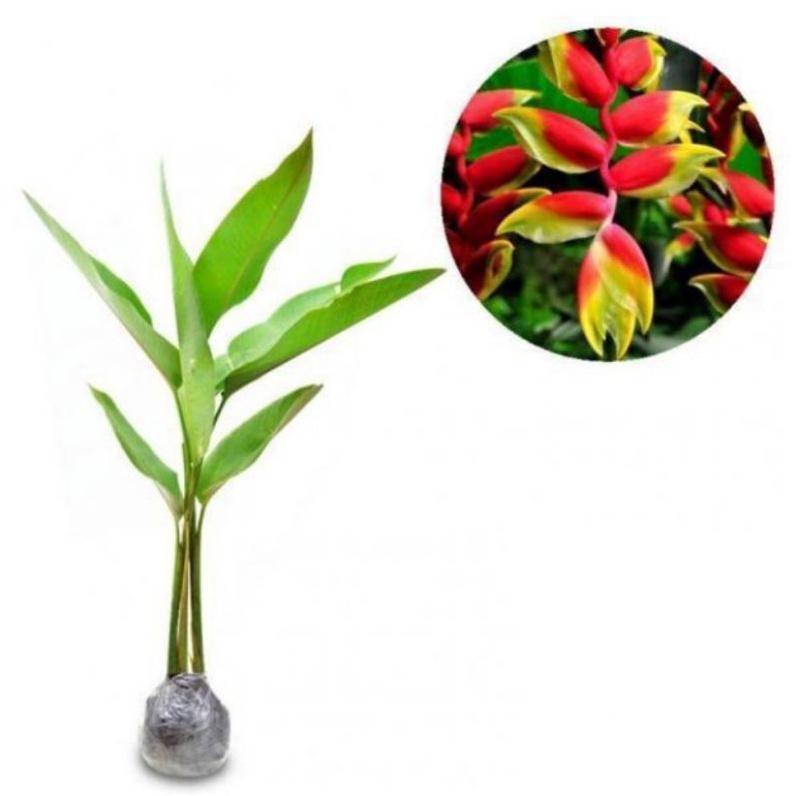 Tanaman hias pisang bali/pisang betet/pisaang heliconia/kembang/perlengkapan rumah/tanaman hidup/bun