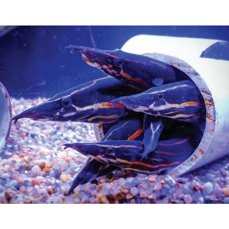 Sili Api / fire eel 20-25cm