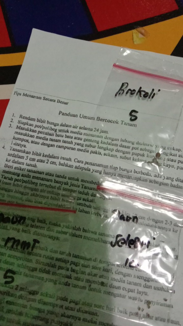 (isi 10 Biji) Benih Brokoli