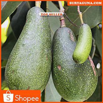 FXx Bibit Alpukat Genjah Bibit Alpukat Aligator Super