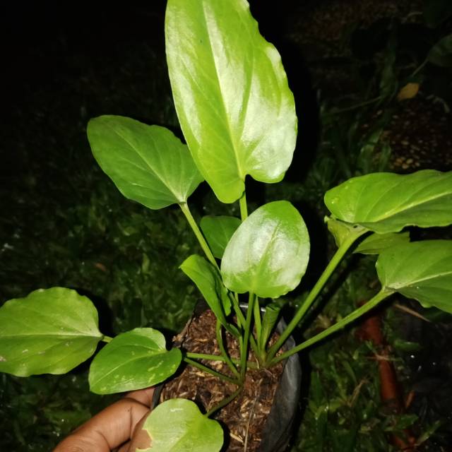 Keladi tikus caladium bibit tanaman keladi tikus tanaman herbal keladi tikus