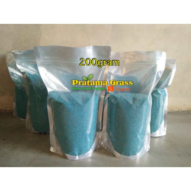 Benih rumput gajah mini bibit rumput gajah mini
