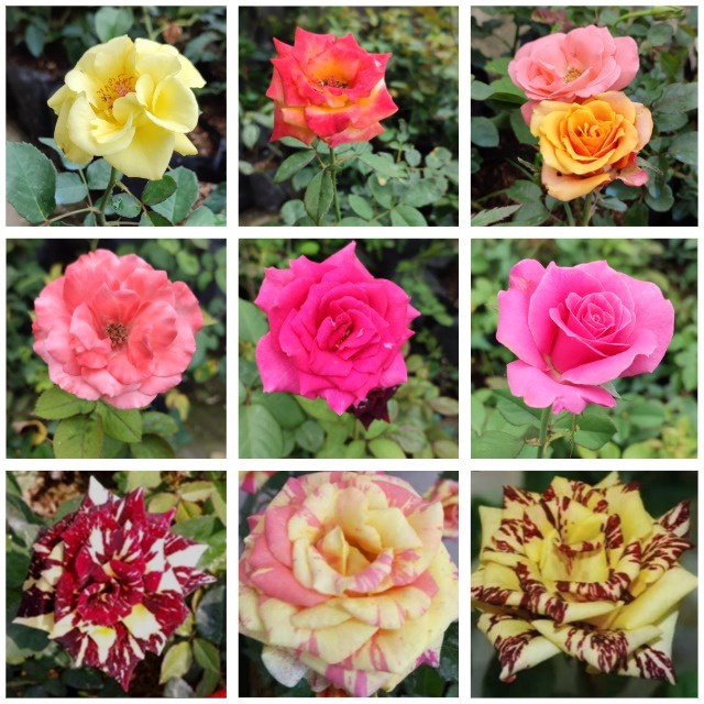 Tanaman bunga hias Mawar Holland Bibit Mawar Holland sehat berakar