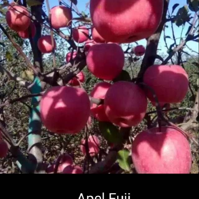 Bibit Apel Fuji