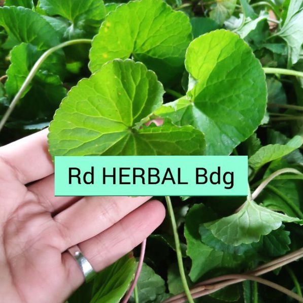 

1Kg daun pegagan segar/daun antanan/rempah rempah segar