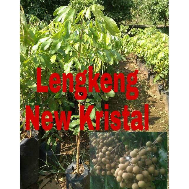 Bibit kelengkeng newkristal / kateki
