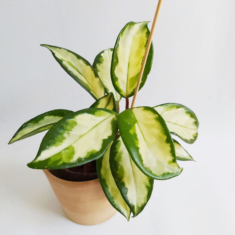 Tanaman hias hoya carnosa variegata kuning / Carnosa varigata kuning