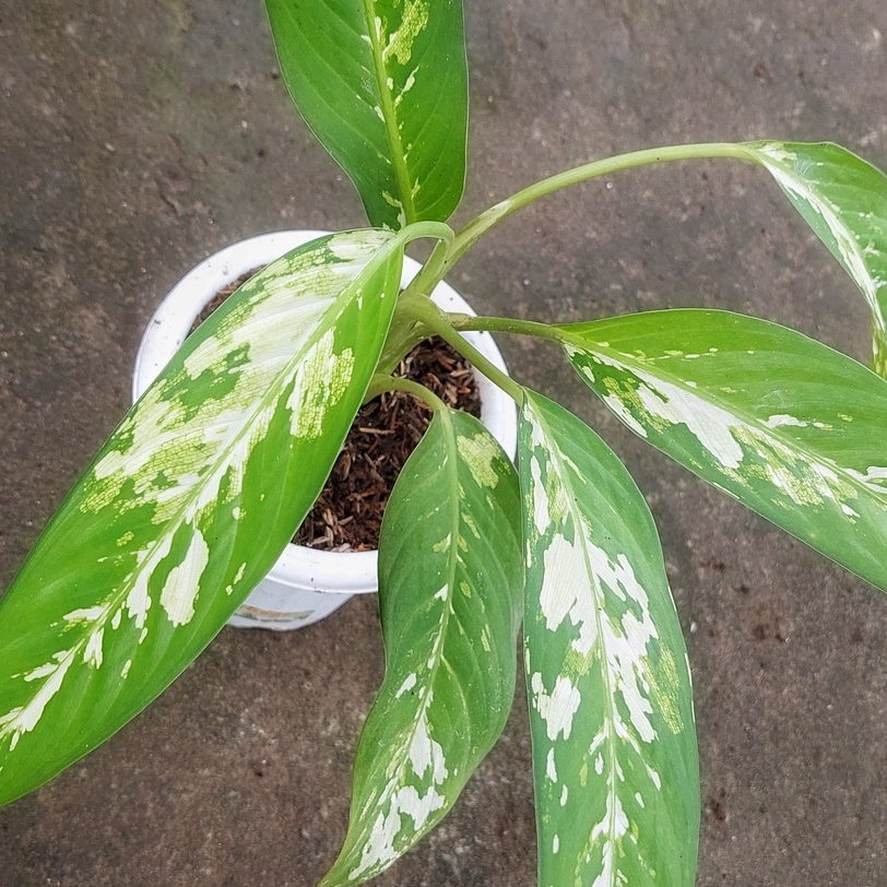 Aglonema diven varigata