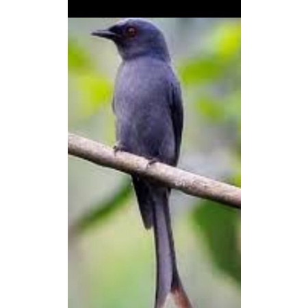 BURUNG SRIGUNTING ABU ABU BAHAN RAWATAN READY