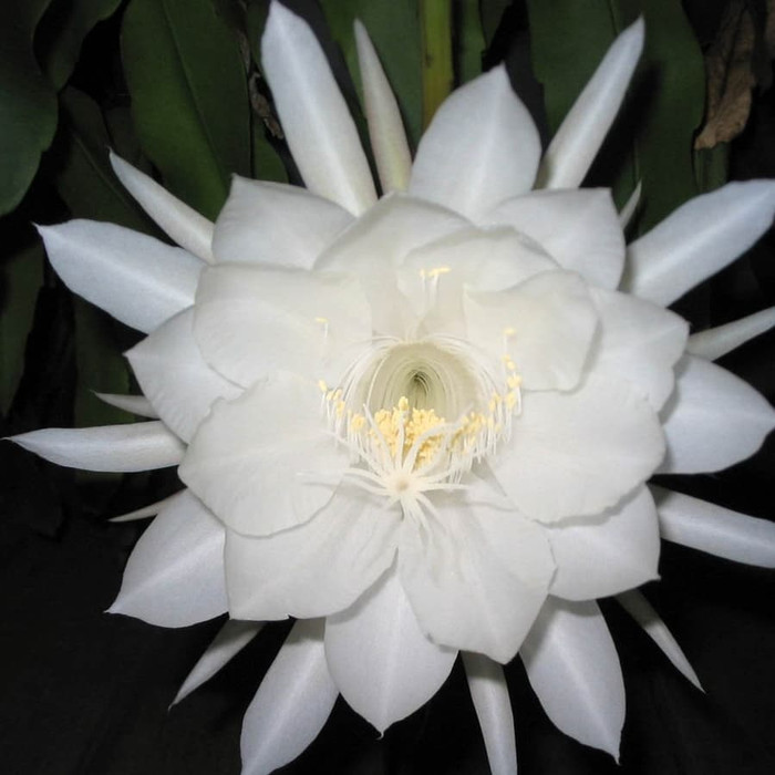 Tanaman Hias Wijaya Kusuma Bunga Putih Besar -bunga hidup murah-bunga wijaya kusuma-bunga gantung