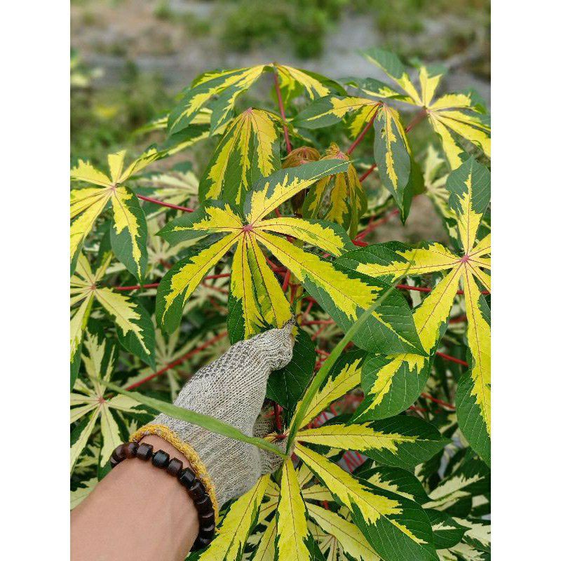 tanaman hias singkong varigata tanaman hias koleksian singkong varigata