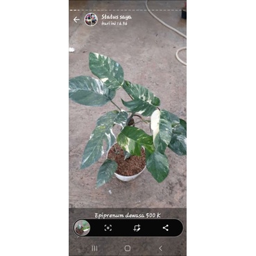 Epipremnum variegata