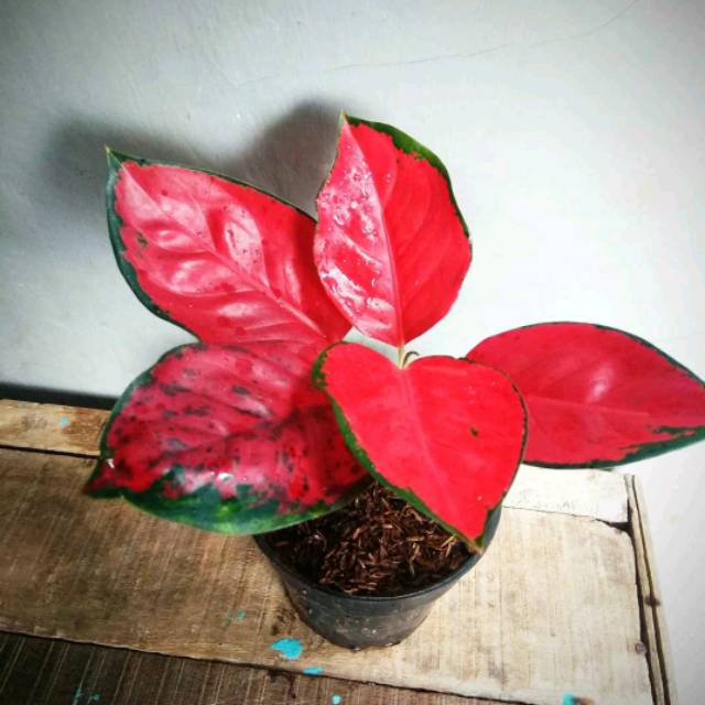 AGLONEMA RED SUKSOM JAIPONG -SA