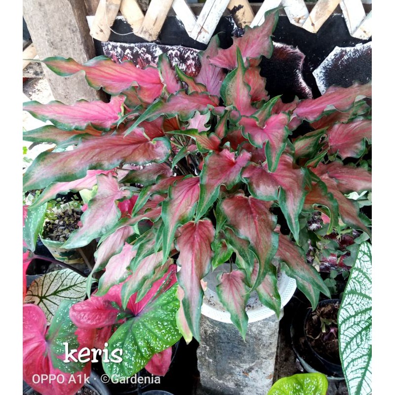 KELADI HIAS/ KELADI KERIS