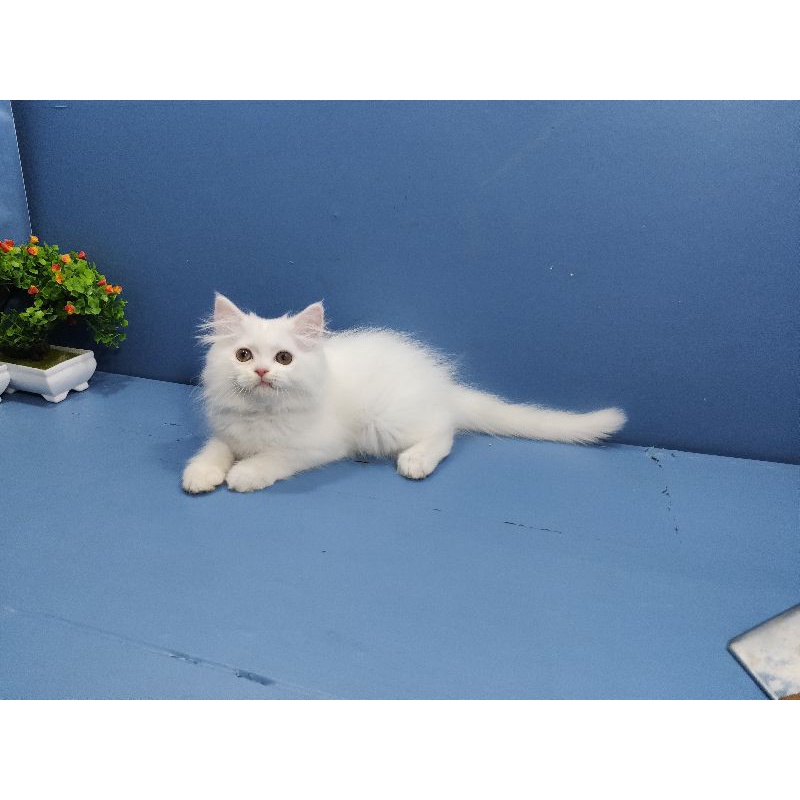 kucing kitten persia betina long hair