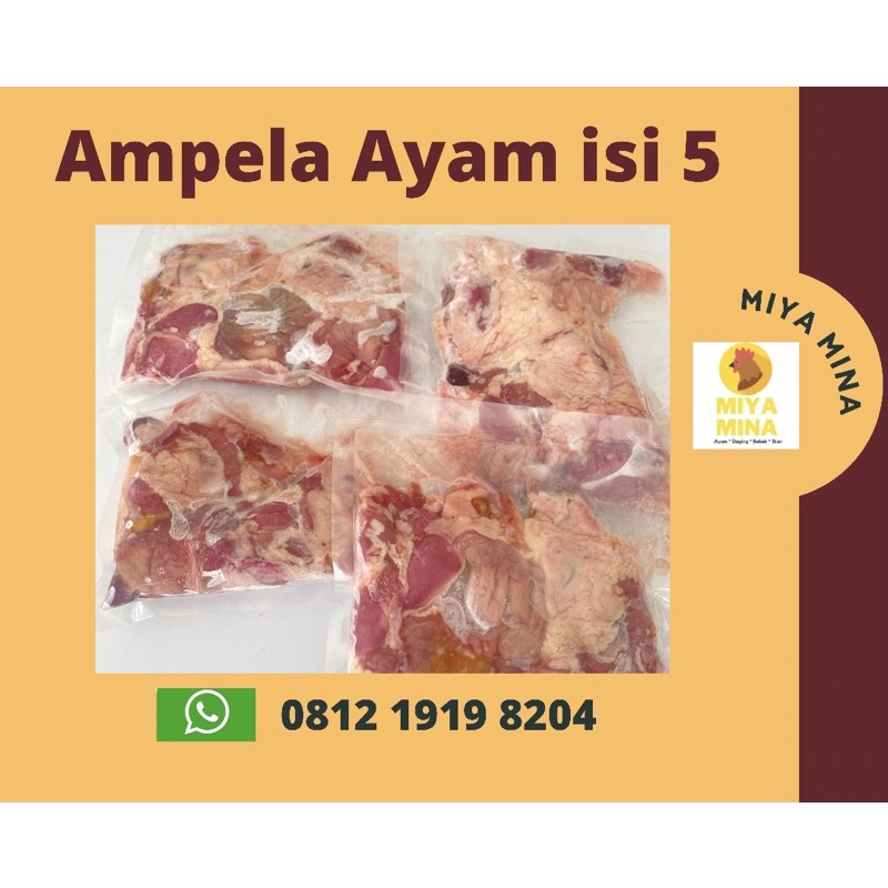 

ampela ayam