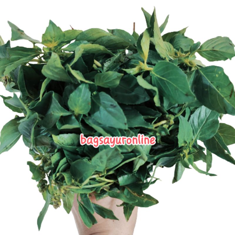 

Kemangi 10 Ikat Kecil