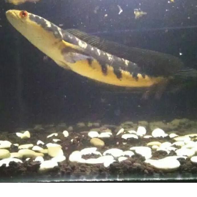 

♥@♥ ikan yellow sentarum 5-6 cm