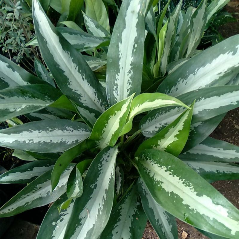 AGLONEMA BULU AYAM HIJAU