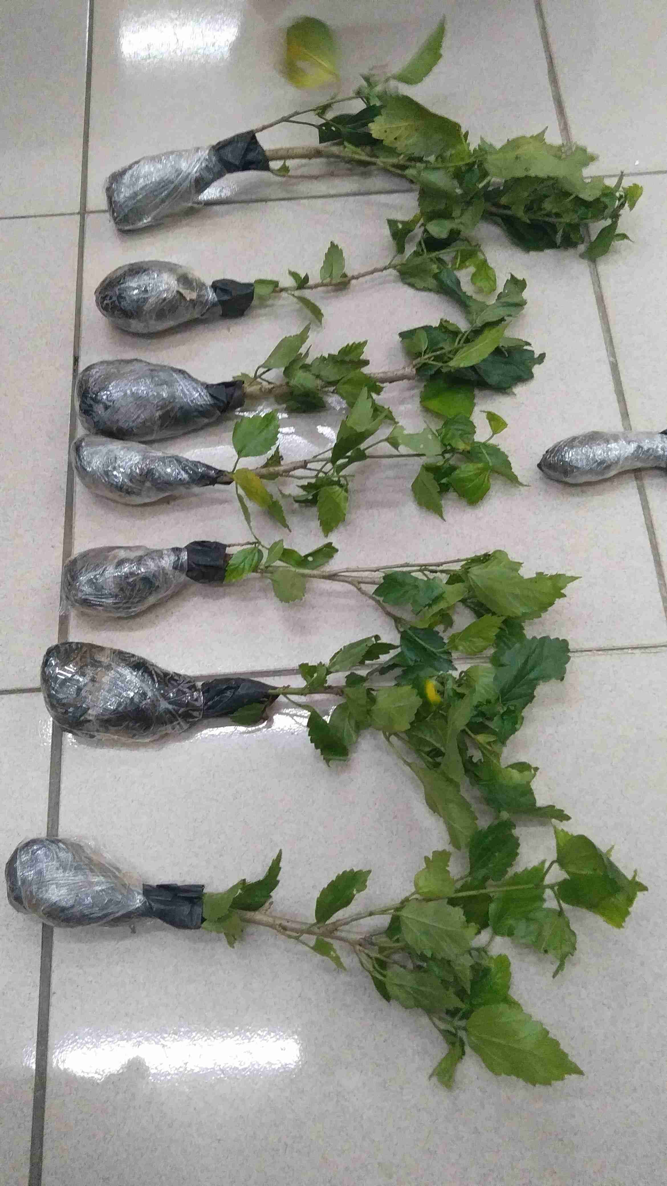 Tanaman Hias Kembang Sepatu / Bunga Hibiscus Rosa Merah (look Army Strip/ring White)