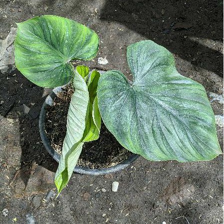 Philodendron Plowmanii Dark Form/Face