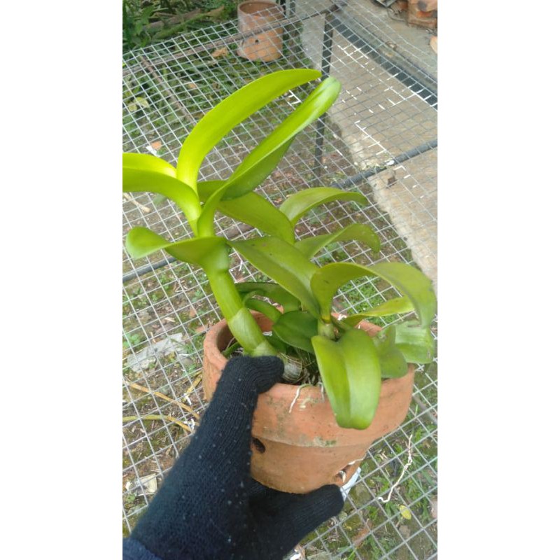 Anggrek Dendrobium Dewasa ID/Warna Random