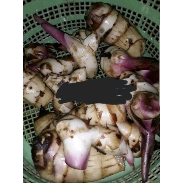 

umbi ganyo / umbi ubi ganyong segar 1kg