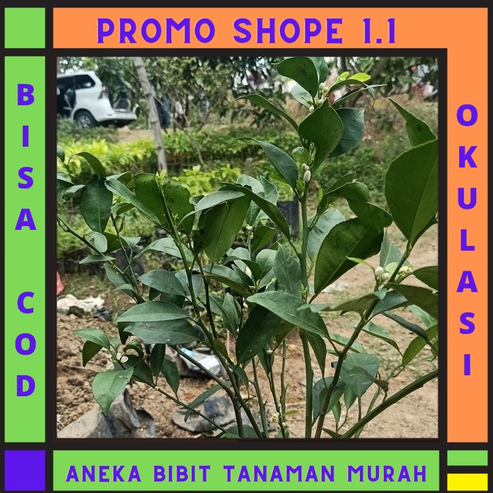 PALING DI CARI Bibit buah jeruk santang madu super