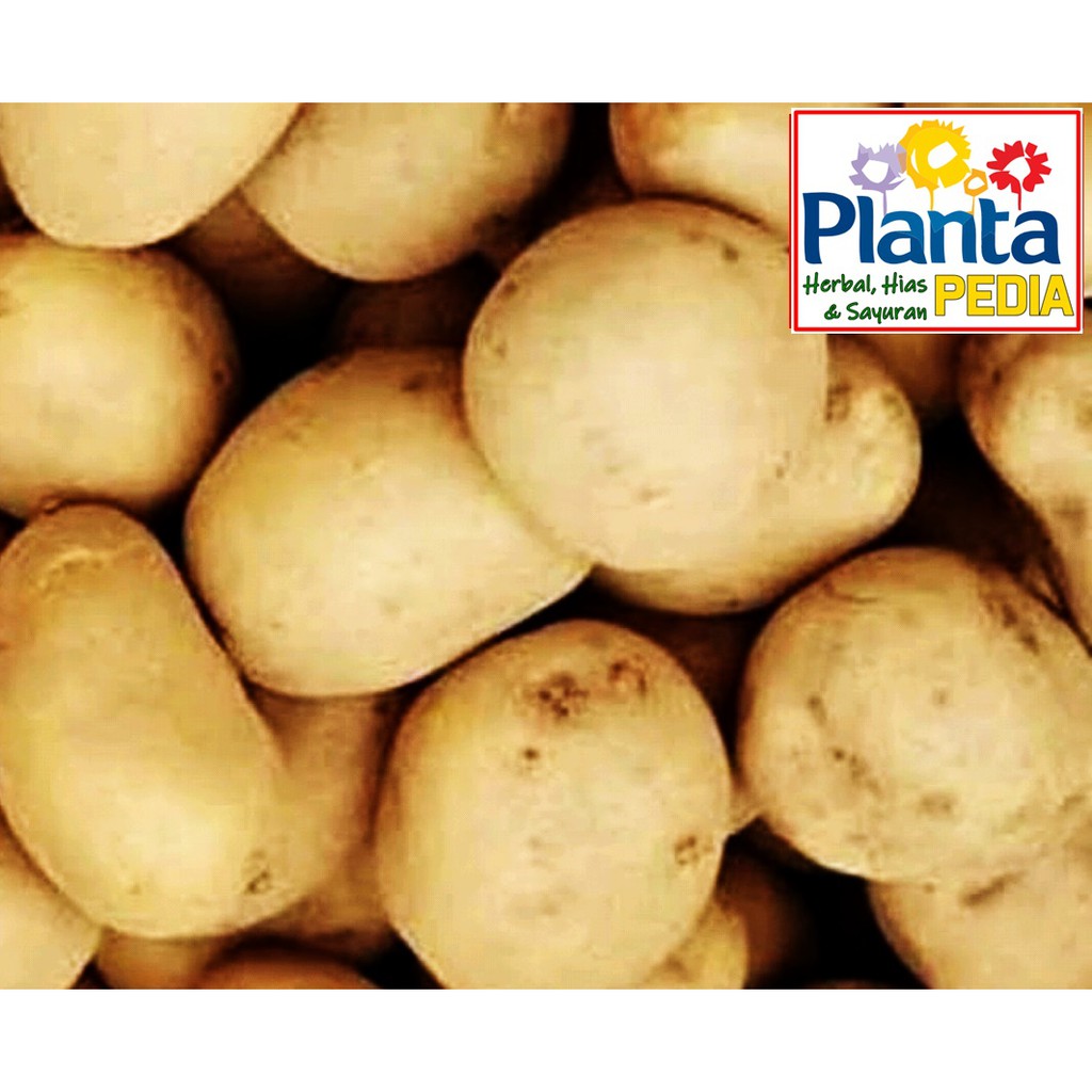 

KENTANG SAYURAN SEGAR MAKANAN SEGAR MINUMAN DIET SEHAT OBESITAS, JANTUNG, DIABETES, KANKER