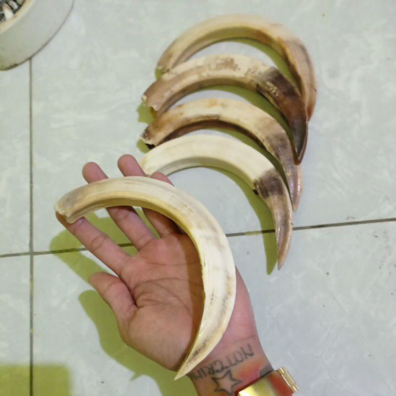 [COD] Taring Babi Jumbo 16Cm Ke Atas Asli Bukan Replika