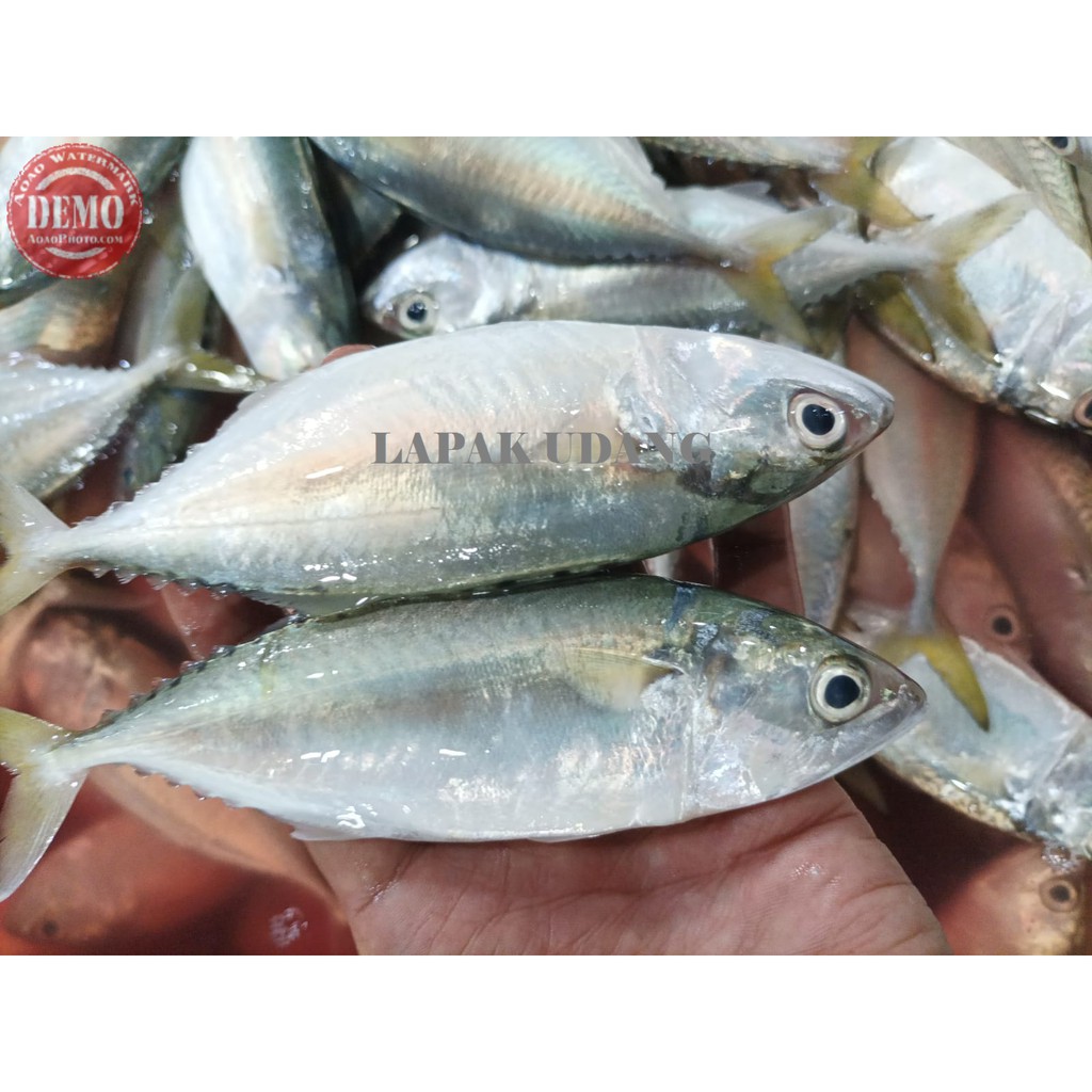 

Ikan Kembung Segar Baby Ikan Fresh Laut Kualitas GARANSI SEGAR