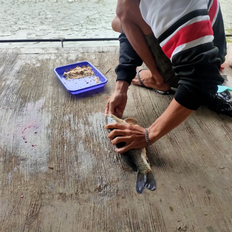 Essen Oplosan Amis Gurih Wangi Garang Ikan Mas Harian Lomba Induk/Babon Dan Ikan Rame 15ml