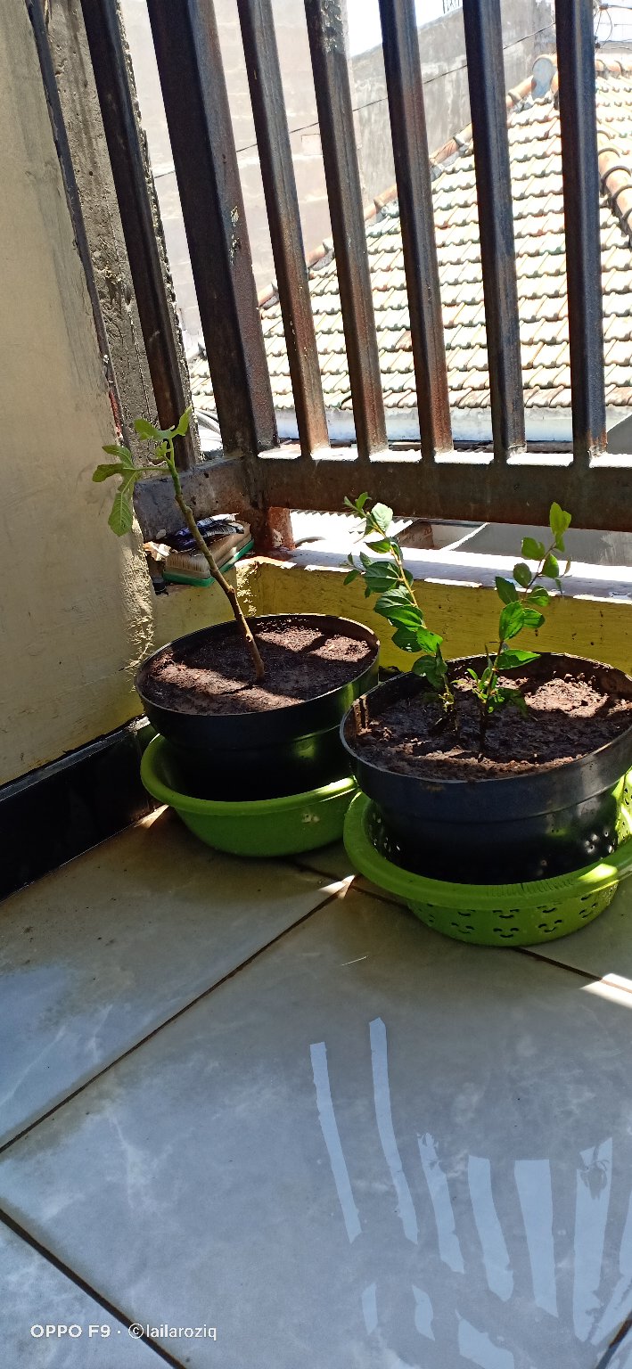 Bibit Tanaman Buah Tin Green Jordan Bibit Super Bibit Unggul