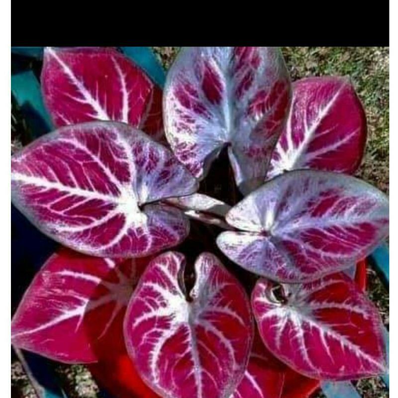 tanaman hias umbi keladi white bone keladi hias