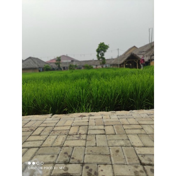 bibit sawah padi