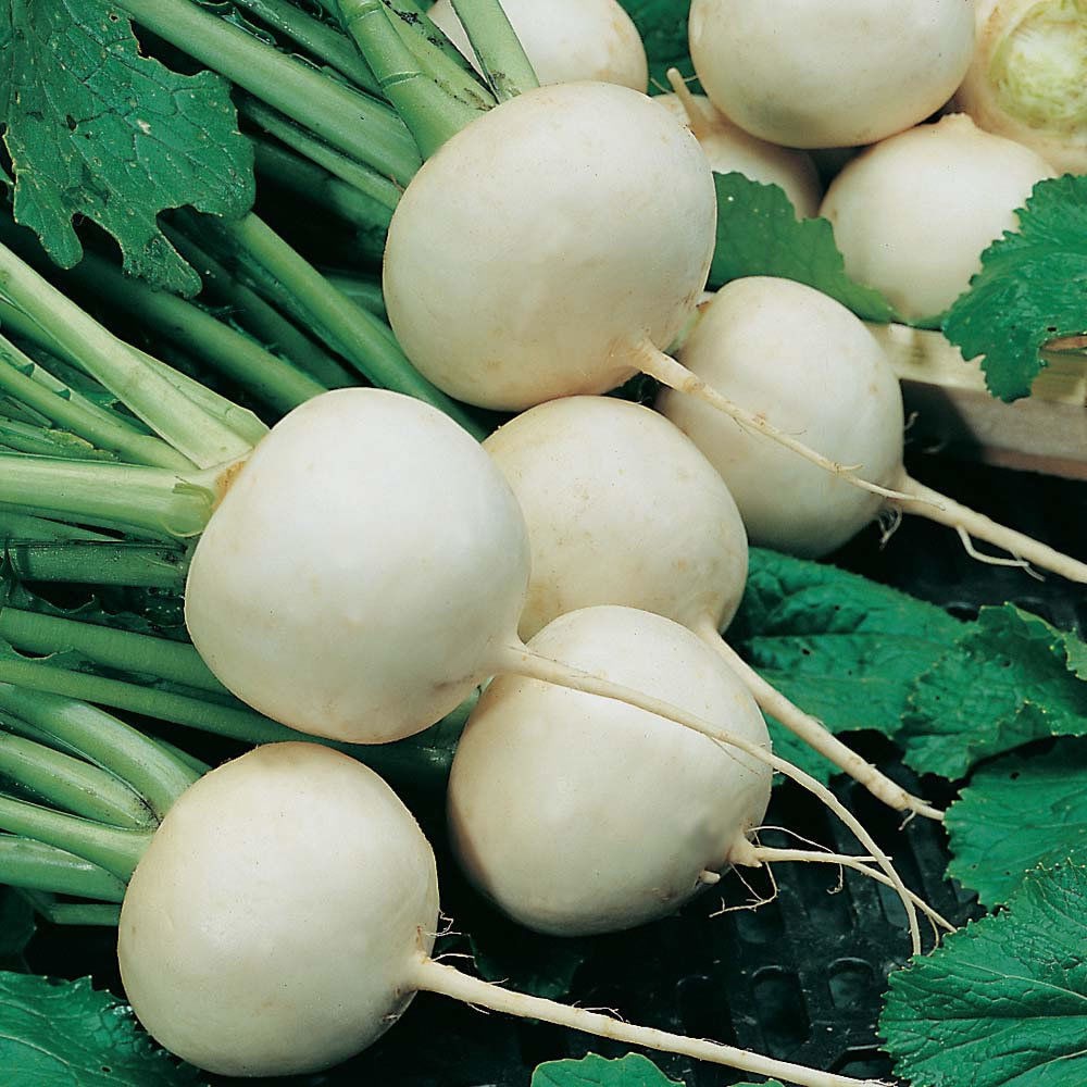Turnip Snowball 50 Biji (Benih Biji Bibit Tanaman Sayur Sayuran)