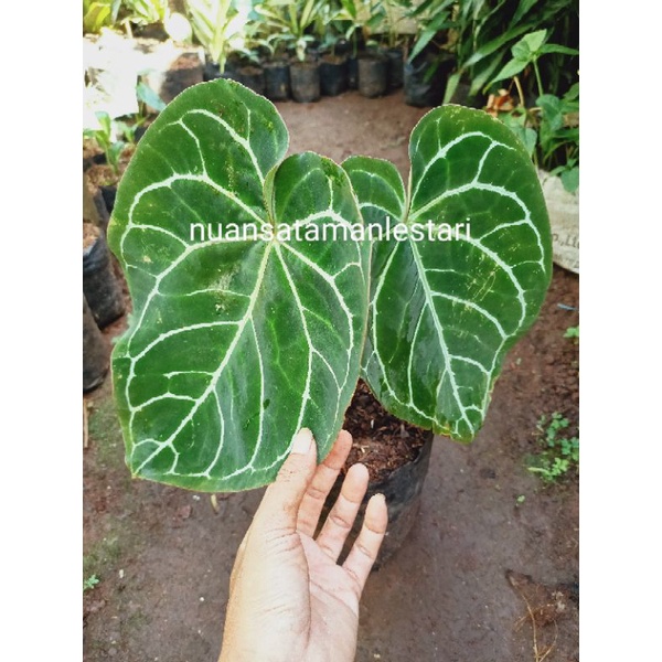 Tanaman Hias Kuping Gajah Jumbo / kuping gajah daun besar / Anthurium Kuping Gajah Jumbo