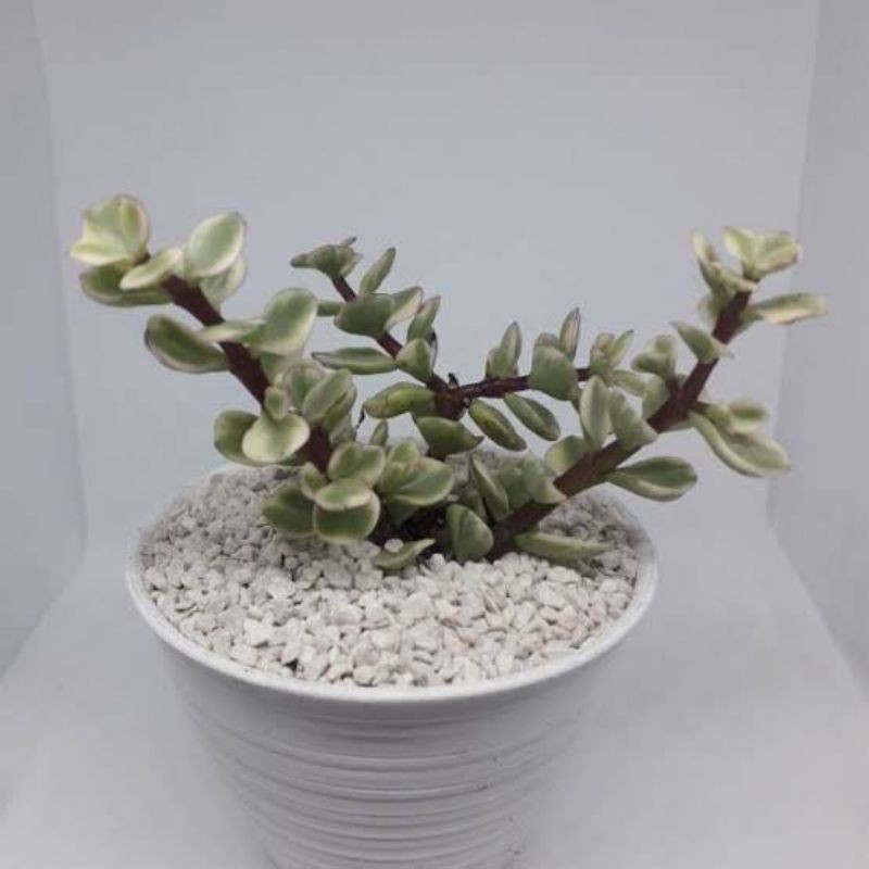 batu koral kecil putih batu Itali 500 gr