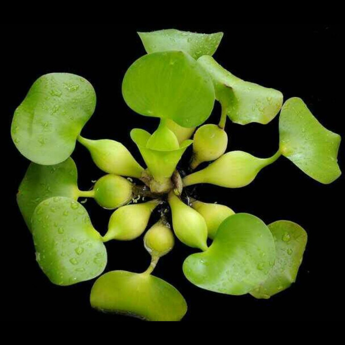 Tanaman Eceng Gondok Satu Paket Isi 7 Shopee Indonesia