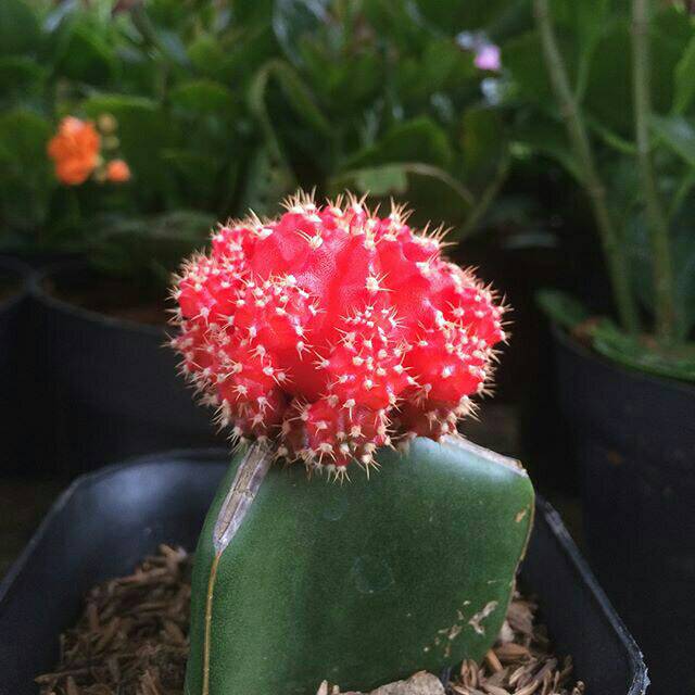 tanaman hias kaktus gymno - cactus gymnocalycium