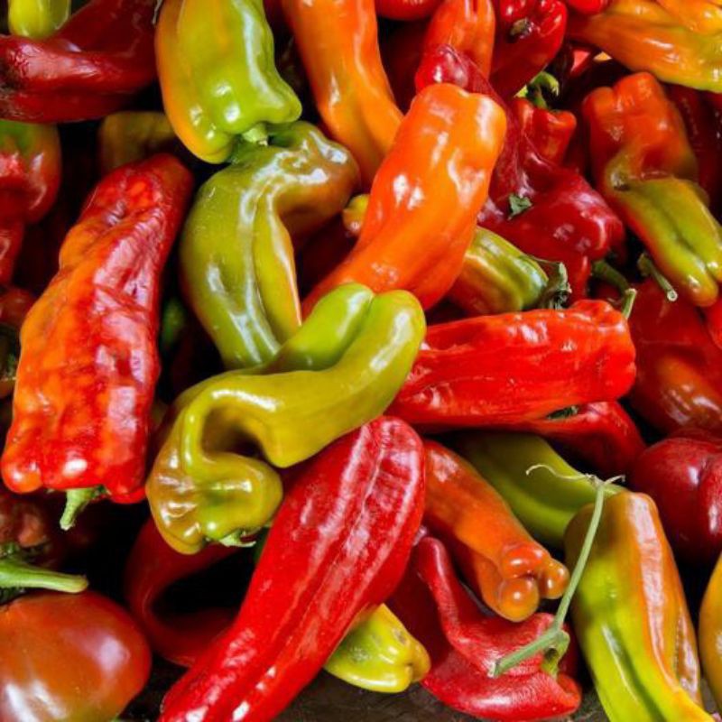Jual Murah Bibit / Biji / Seed Cabe Anaheim Chile Hot Pepper Mudah Tumbuh wm7mZ6IYwqgX7