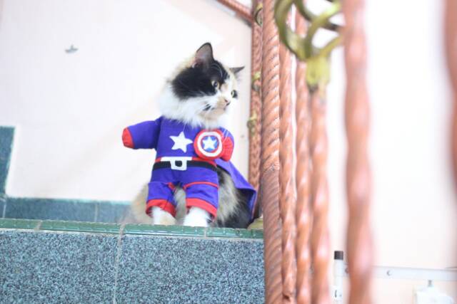 Kostum kapten amerika untuk kucing dan anjing size S M L XL