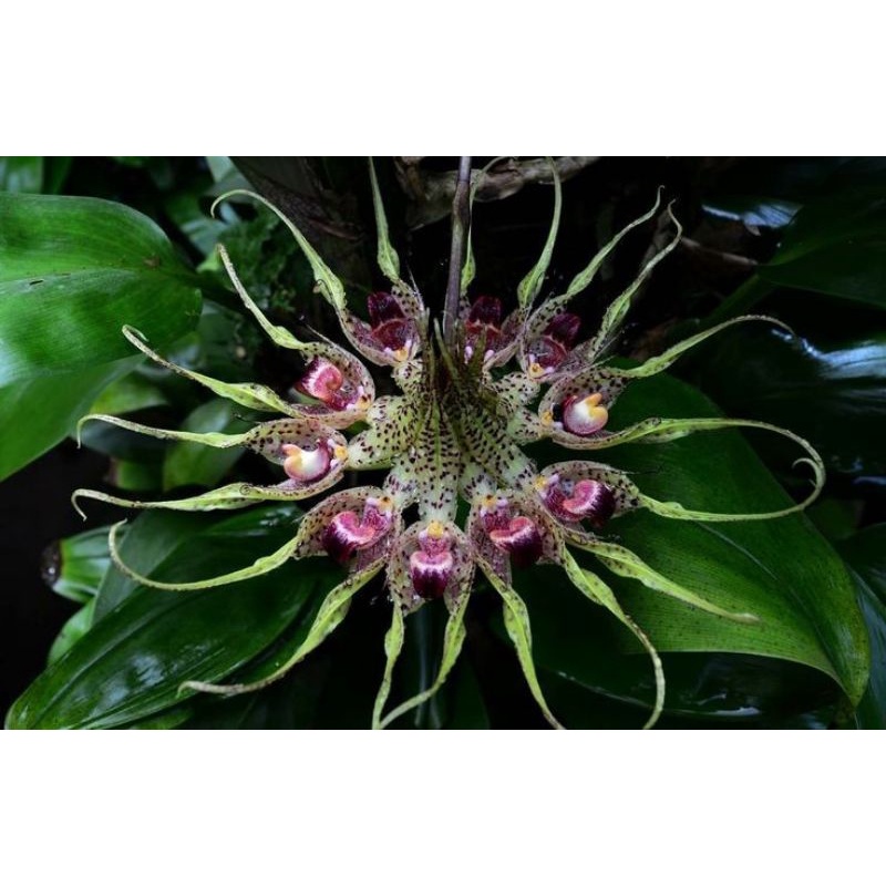 Bulbophyllum Binnendijkii